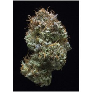 Amnesia Haze Strain