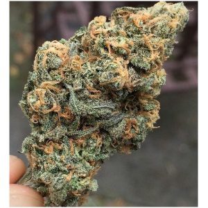 Blue Dream Strain
