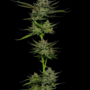 Sour Apple Auto Feminised Seeds - 10