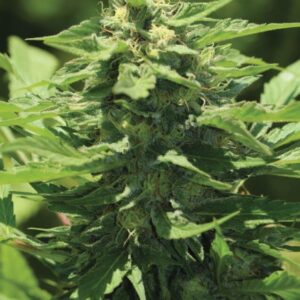 Trainwreck Auto Feminised Seeds - 10