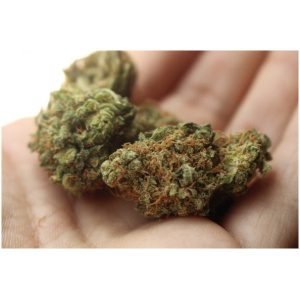 Chocolope Strain